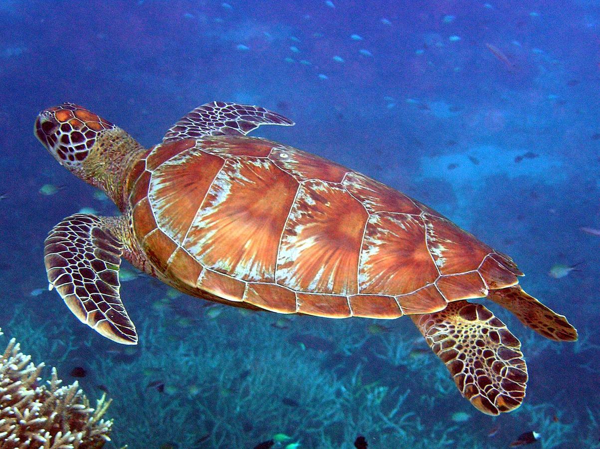 Reef Suite Agnes Water Luaran gambar
